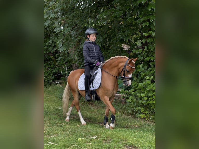 Welsh-A Stute 8 Jahre 119 cm Fuchs in Emstek