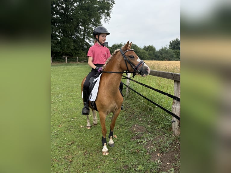 Welsh-A Stute 8 Jahre 119 cm Fuchs in Emstek
