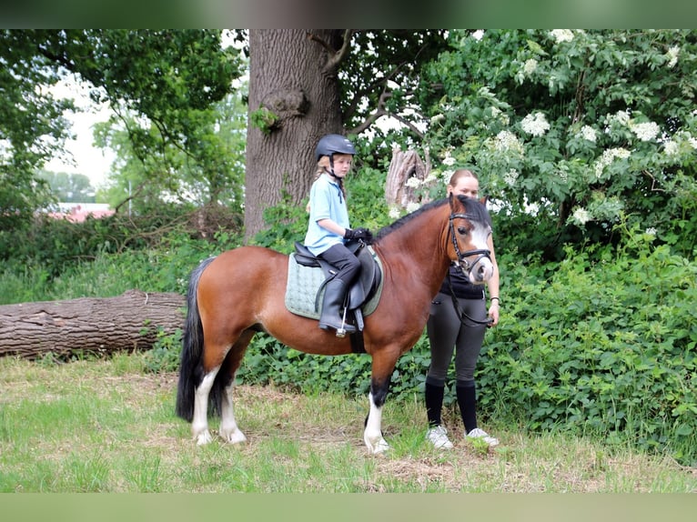 Welsh-A Stute 8 Jahre 120 cm Buckskin in Wildeshausen