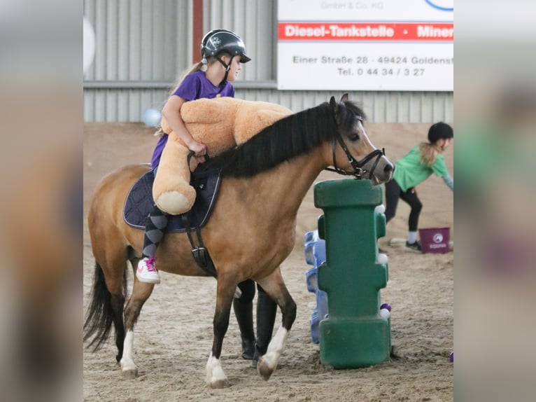 Welsh-A Stute 8 Jahre 120 cm Buckskin in Wildeshausen