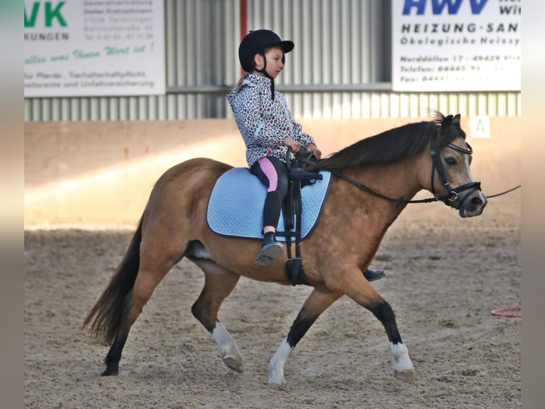 Welsh-A Stute 8 Jahre 120 cm Buckskin in Wildeshausen