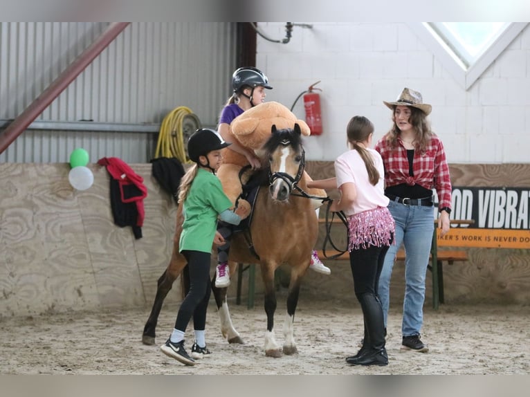 Welsh-A Stute 8 Jahre 120 cm Buckskin in Wildeshausen