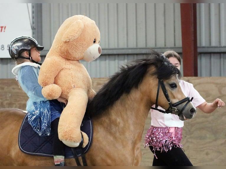 Welsh-A Stute 8 Jahre 120 cm Buckskin in Wildeshausen