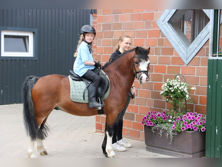Welsh-A Stute 8 Jahre 120 cm Buckskin in Wildeshausen