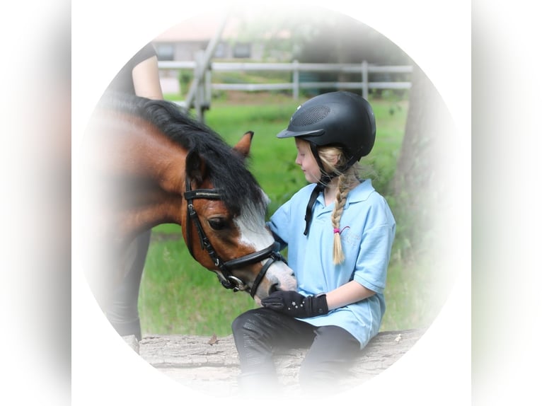 Welsh-A Stute 8 Jahre 120 cm Buckskin in Wildeshausen