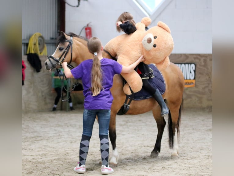 Welsh-A Stute 8 Jahre 120 cm Buckskin in Wildeshausen