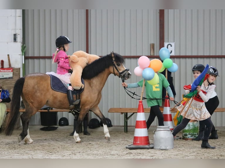 Welsh-A Stute 8 Jahre 120 cm Buckskin in Wildeshausen