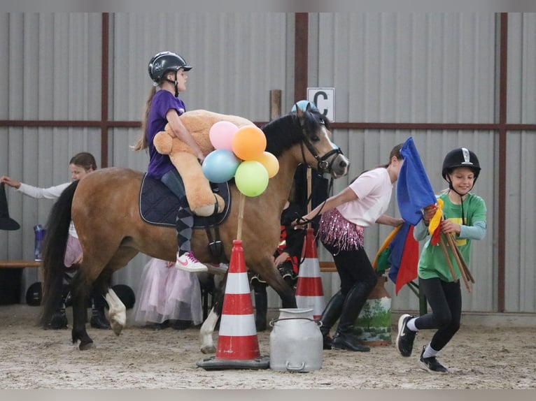 Welsh-A Stute 8 Jahre 120 cm Buckskin in Wildeshausen