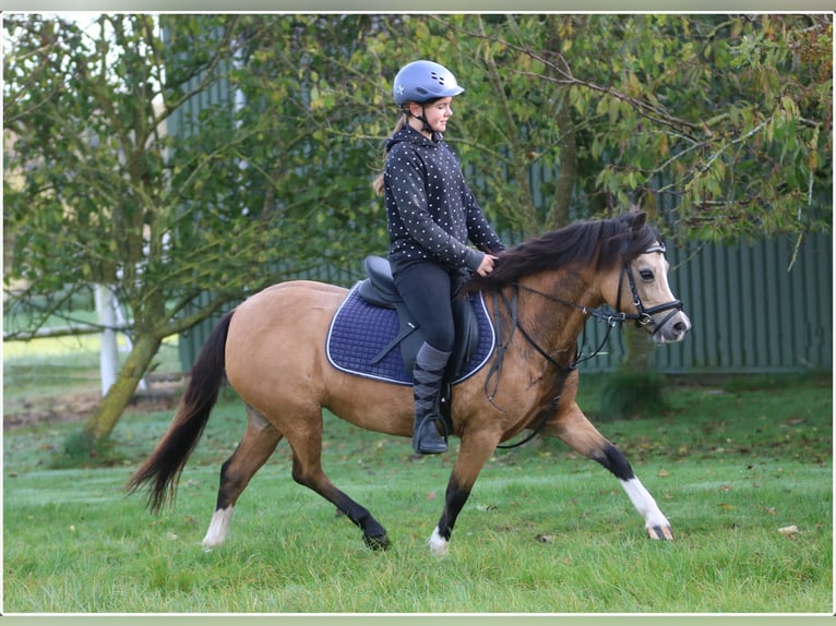 Welsh-A Stute 8 Jahre 120 cm Falbe in Wildeshausen