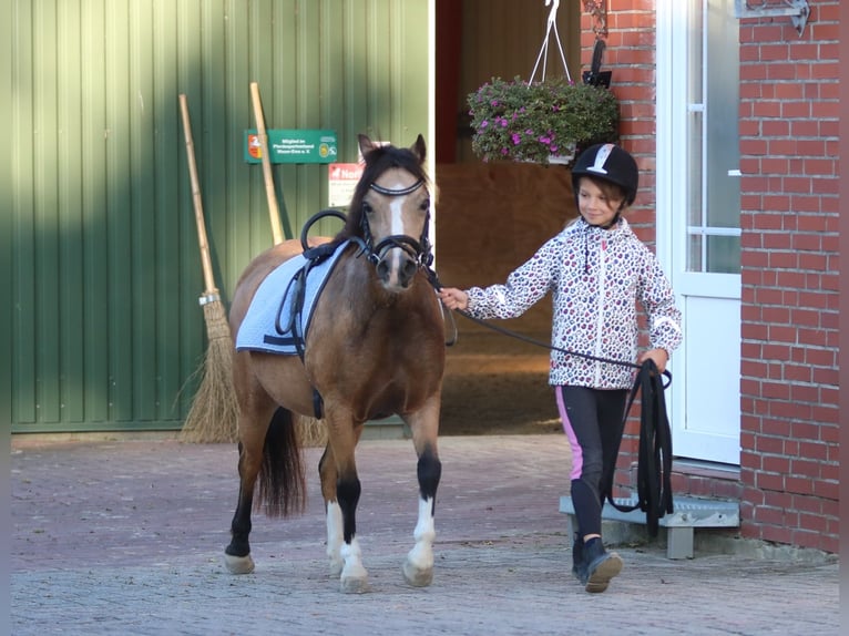 Welsh-A Stute 8 Jahre 120 cm Falbe in Wildeshausen