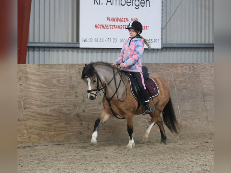 Welsh-A Stute 8 Jahre 120 cm Falbe in Wildeshausen