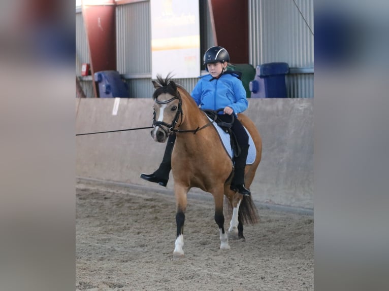 Welsh-A Stute 8 Jahre 120 cm Falbe in Wildeshausen