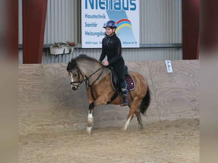 Welsh-A Stute 8 Jahre 120 cm Falbe in Wildeshausen