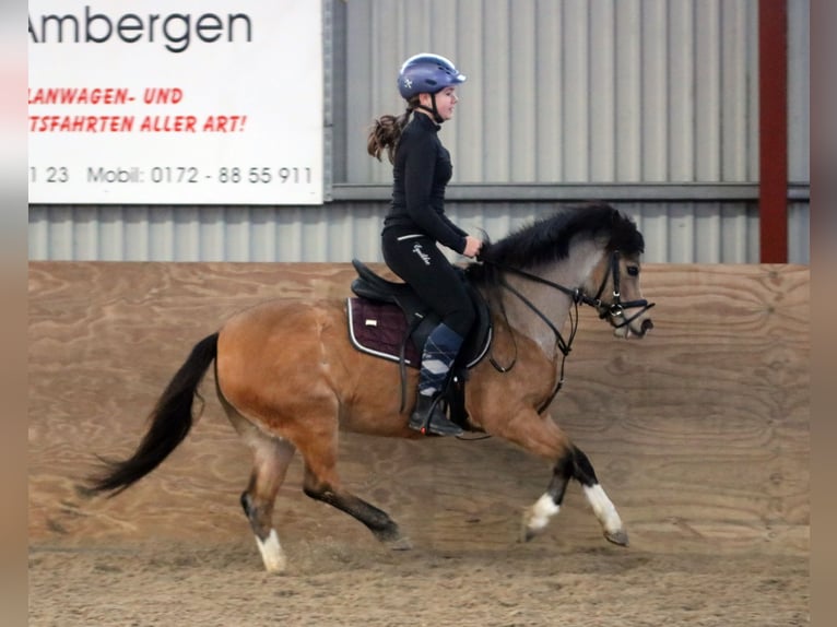 Welsh-A Stute 8 Jahre 120 cm Falbe in Wildeshausen