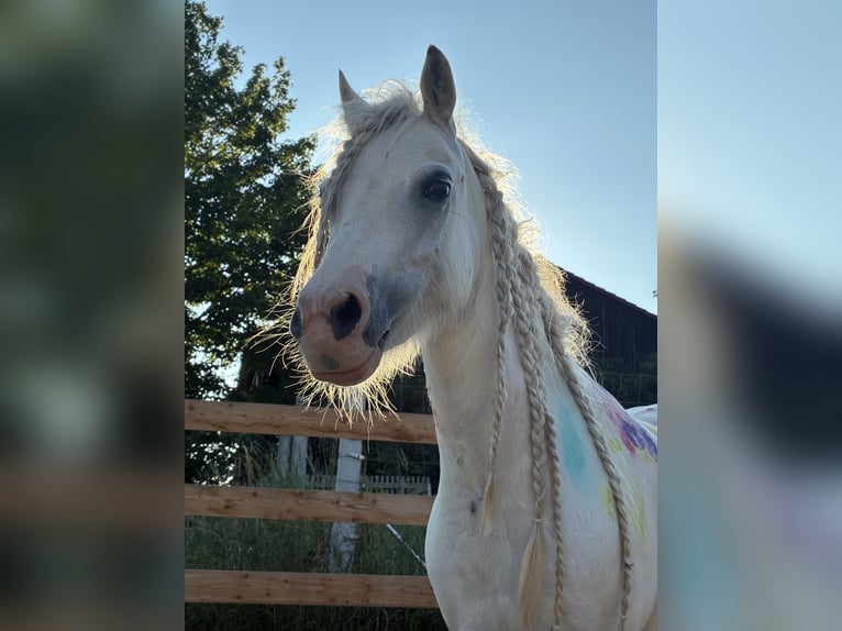 Welsh-A Stute 8 Jahre 120 cm Schimmel in Nördlingen