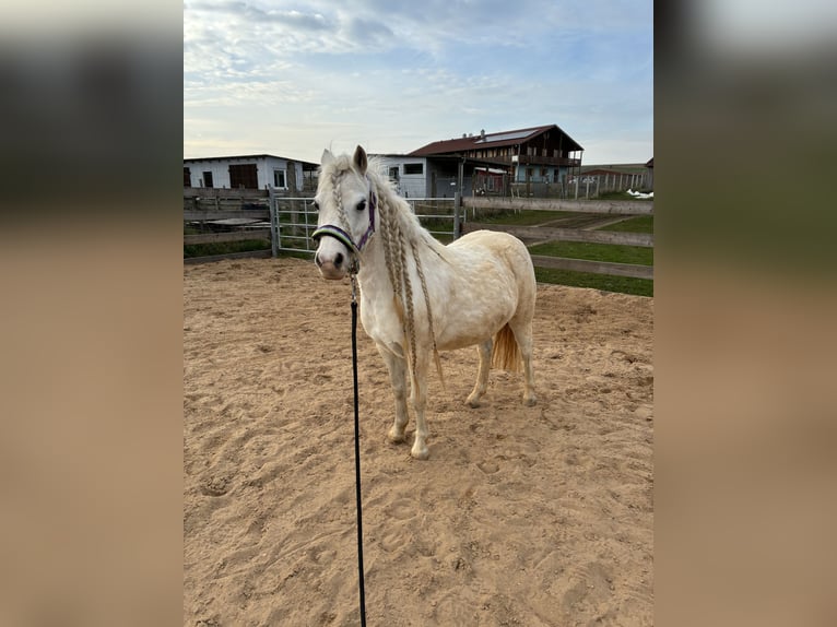 Welsh-A Stute 8 Jahre 120 cm Schimmel in Nördlingen