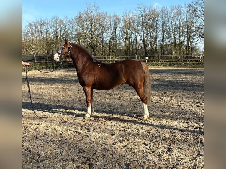 Welsh-A Stute 8 Jahre 121 cm Fuchs in Hengelo (Gld)