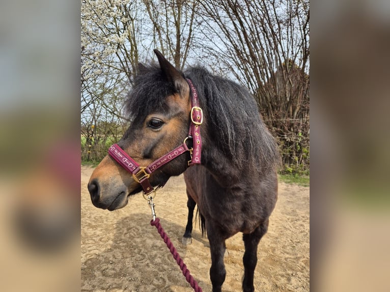 Welsh-A Mix Stute 8 Jahre 122 cm Brauner in Hameln