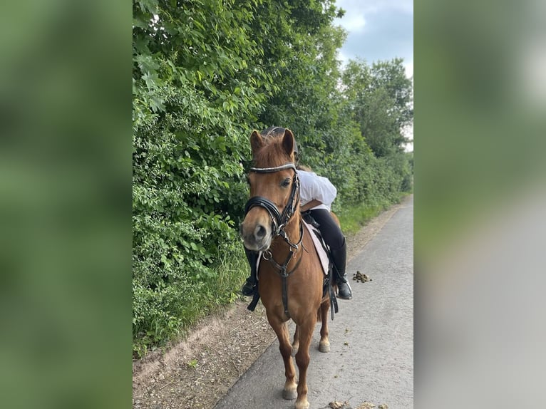 Welsh-A Stute 8 Jahre 124 cm Fuchs in Dietzenbach