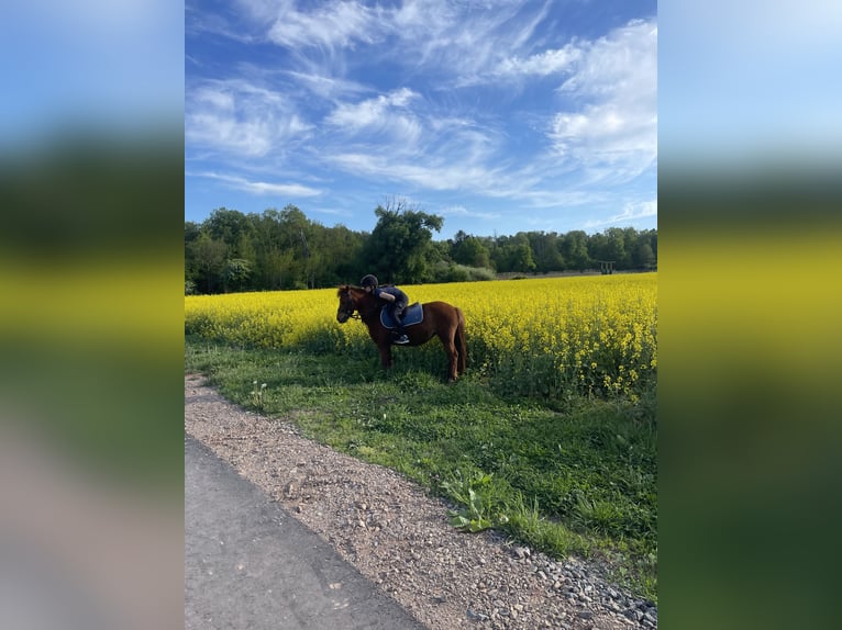 Welsh-A Stute 8 Jahre 124 cm Fuchs in Dietzenbach