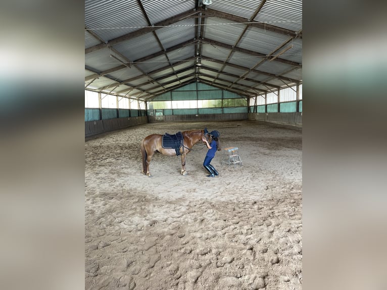 Welsh-A Stute 8 Jahre 124 cm Fuchs in Dietzenbach