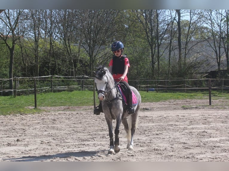 Welsh-A Stute 8 Jahre 124 cm Schimmel in Nijverdal