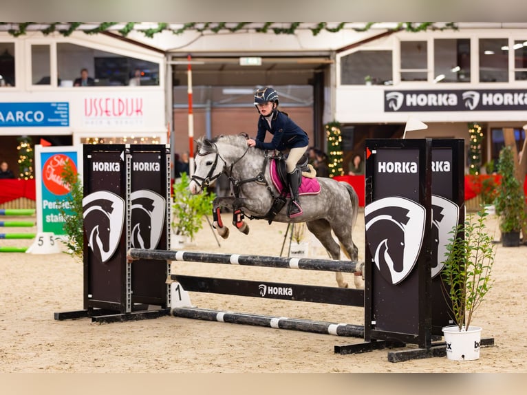 Welsh-A Stute 8 Jahre 124 cm Schimmel in Nijverdal