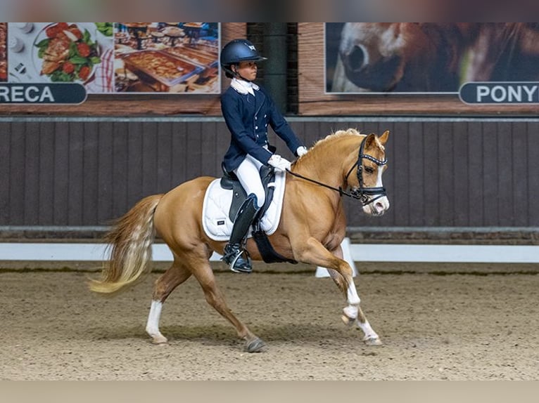 Welsh-A Stute 8 Jahre 125 cm Fuchs in Vinkenbuurt