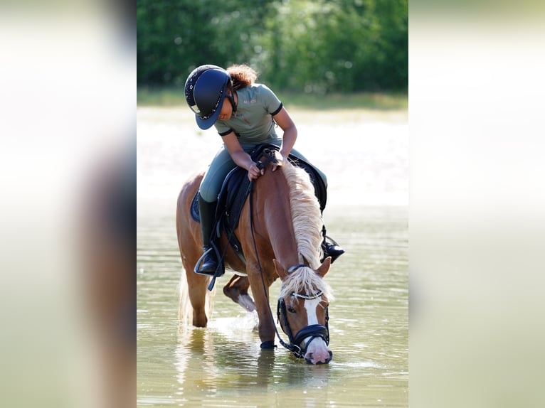 Welsh-A Stute 8 Jahre 125 cm Fuchs in Vinkenbuurt