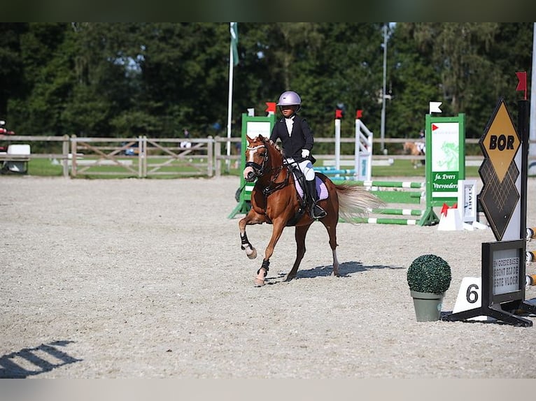 Welsh-A Stute 8 Jahre 125 cm Fuchs in Vinkenbuurt