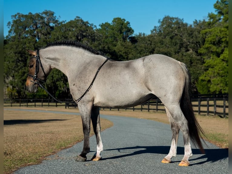 Welsh-A Stute 8 Jahre 135 cm in Morriston, FL