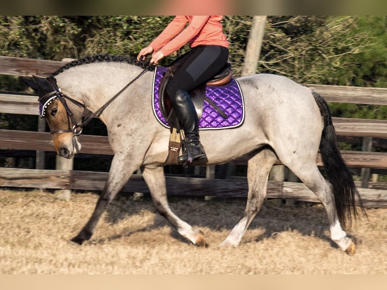 Welsh-A Stute 8 Jahre 135 cm in Morriston, FL