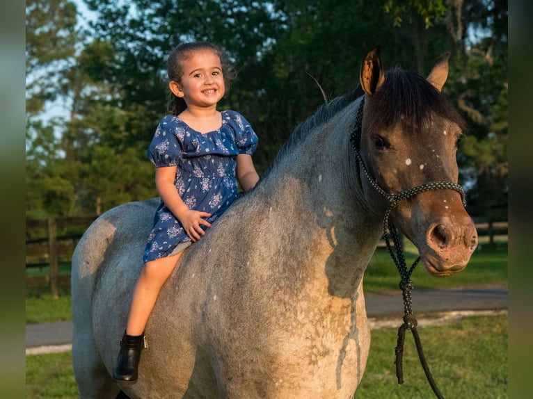 Welsh-A Stute 8 Jahre 135 cm in Morriston, FL