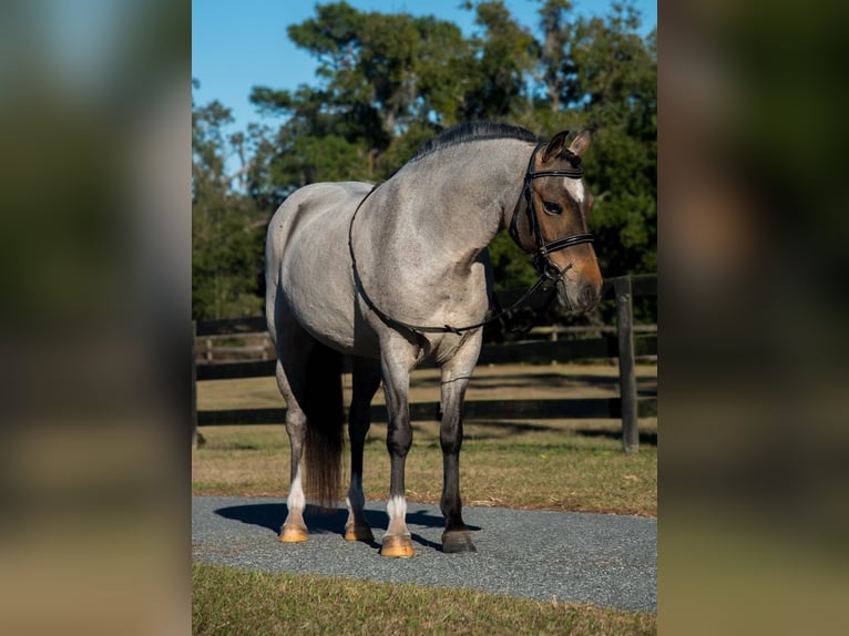 Welsh-A Stute 8 Jahre 135 cm in Morriston, FL