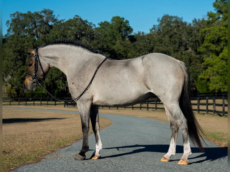Welsh-A Stute 8 Jahre 135 cm in Morriston, FL