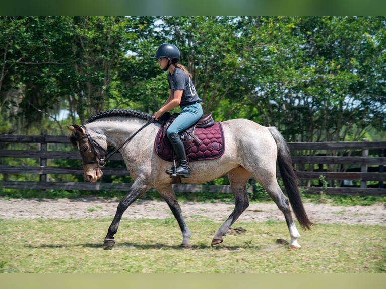 Welsh-A Stute 8 Jahre 135 cm in Morriston, FL