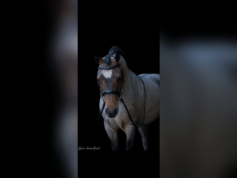 Welsh-A Stute 8 Jahre 135 cm in Morriston, FL