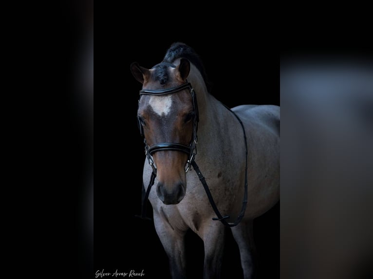 Welsh-A Stute 8 Jahre 135 cm in Morriston, FL