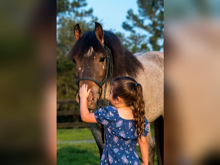 Welsh-A Stute 8 Jahre 135 cm in Morriston, FL