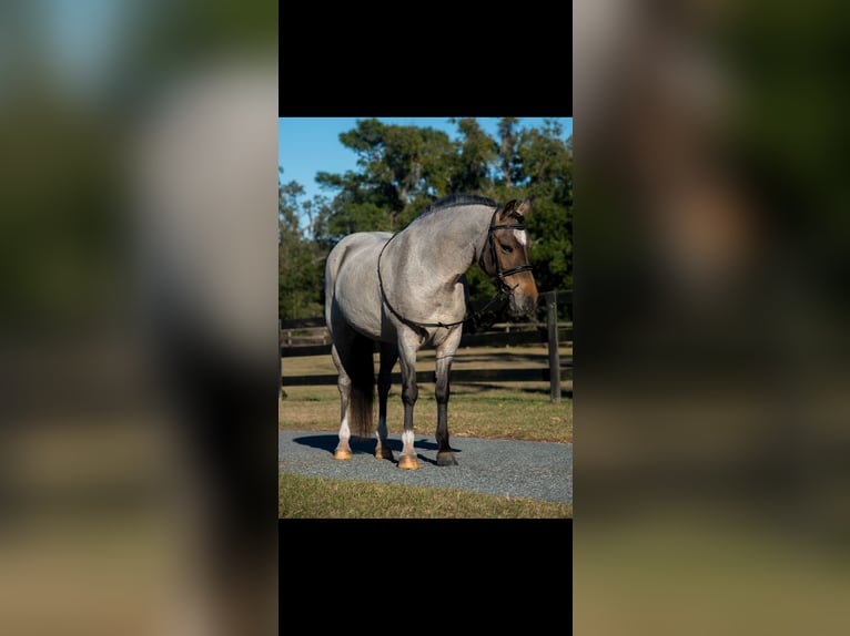 Welsh-A Stute 8 Jahre 135 cm in Morriston, FL