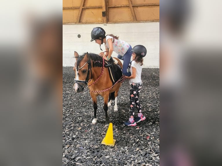 Welsh-A Stute 8 Jahre Brauner in Wangen SZ