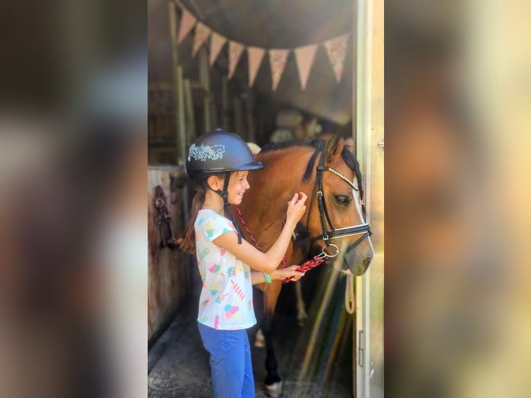 Welsh-A Stute 8 Jahre Brauner in Wangen SZ