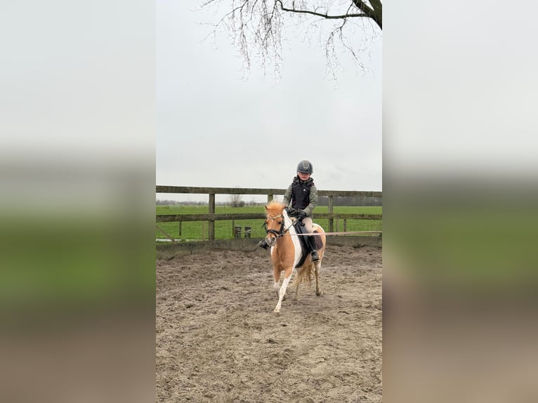 Welsh-A Mix Stute 9 Jahre 112 cm Schecke in Utrecht