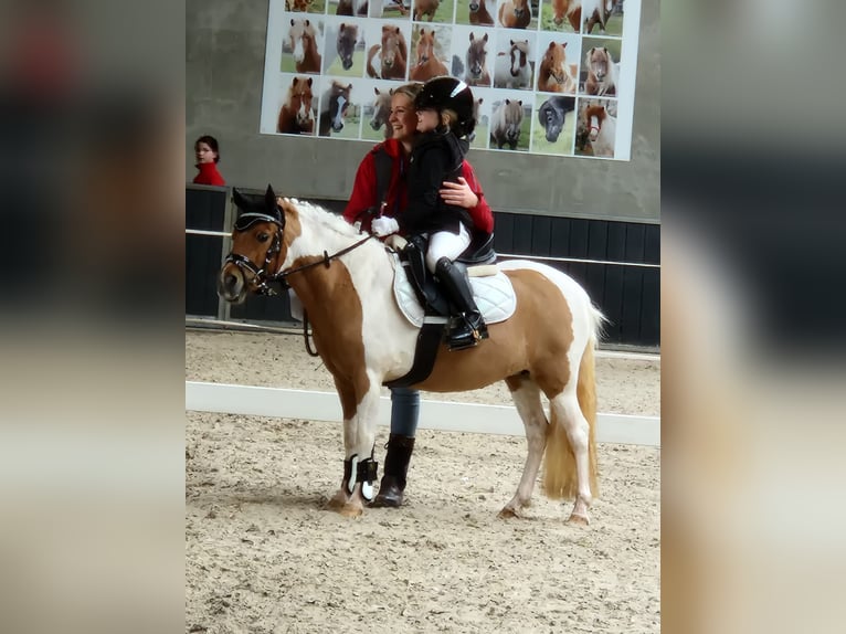 Welsh-A Mix Stute 9 Jahre 112 cm Schecke in Utrecht