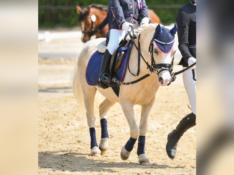 Welsh-A Stute 9 Jahre 114 cm Palomino in Oberstedem