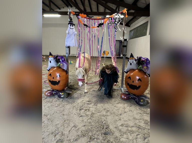 Welsh-A Stute 9 Jahre 114 cm Palomino in Oberstedem