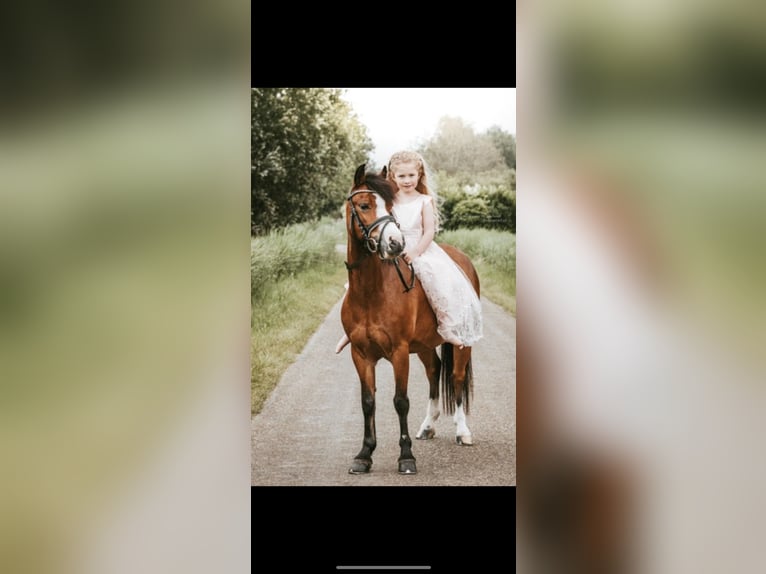 Welsh-A Stute 9 Jahre 115 cm Brauner in Nuenen
