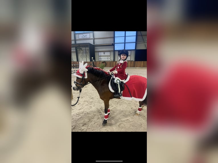 Welsh-A Stute 9 Jahre 115 cm Brauner in Nuenen