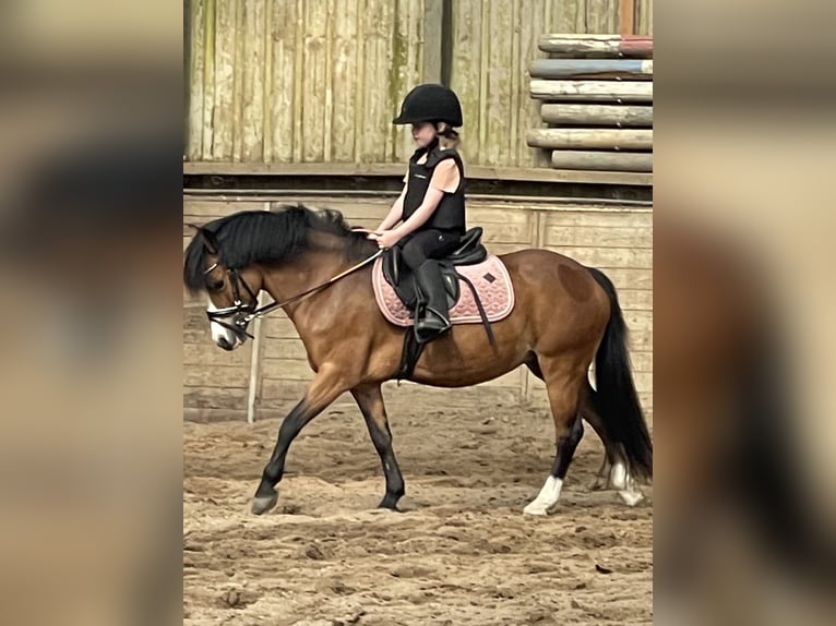 Welsh-A Stute 9 Jahre 115 cm Brauner in Nuenen