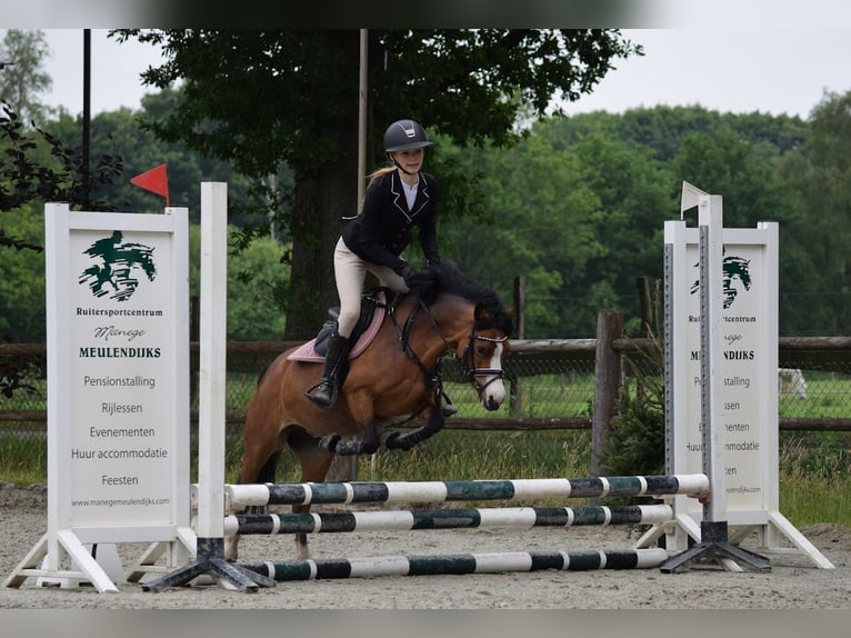Welsh-A Stute 9 Jahre 115 cm Brauner in Nuenen